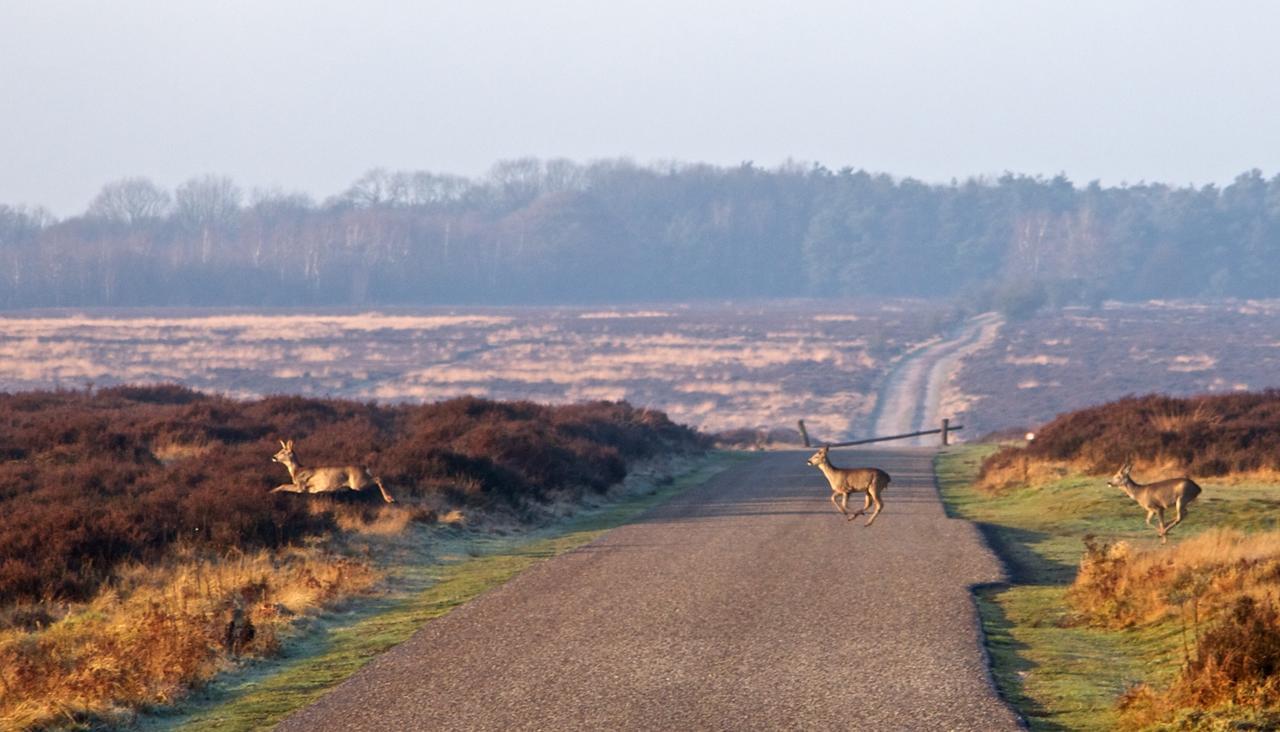 Postillion Amersfoort Veluwemeer Putten Esterno foto